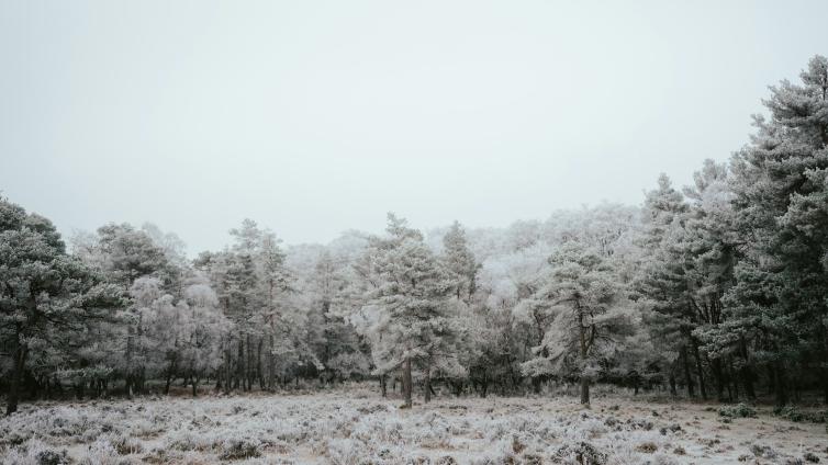 Forest clearing covered in frost